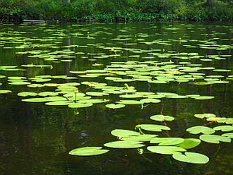 Stilte meditatie